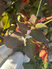 Solid Gold Rose Pendant w/ Chain - Three Color Rose Charm - Yellow, White, and Rose Gold Rose Charm w/ Chain